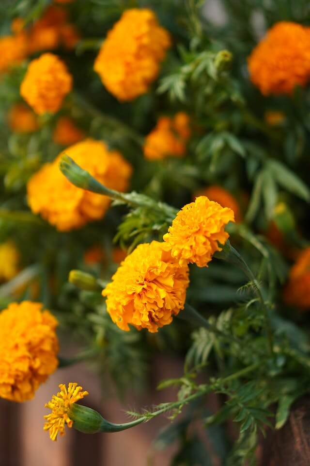 Flor de Cempasúchil Tagetes Erecta