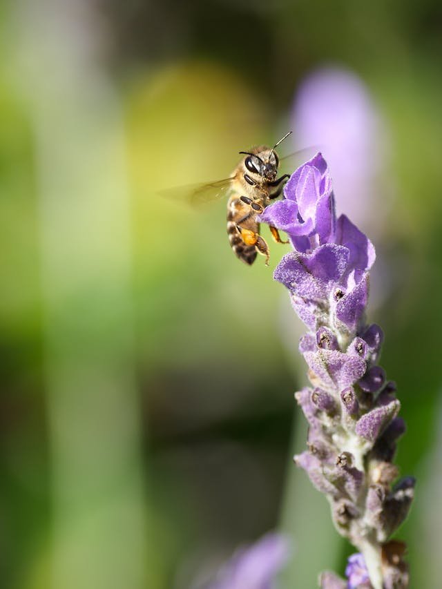 Lavanda y sus beneficios